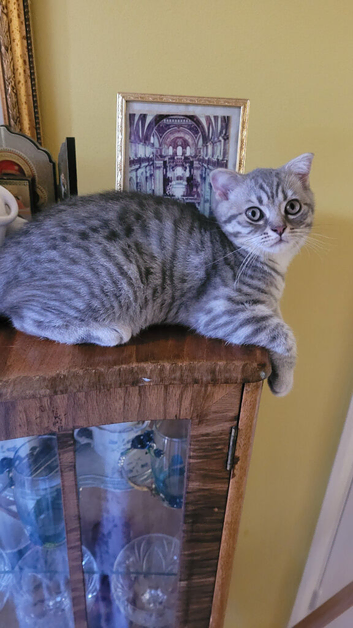Scottish fold/British Shorthair kittens