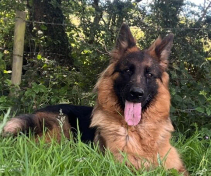 Male and female German shepherd