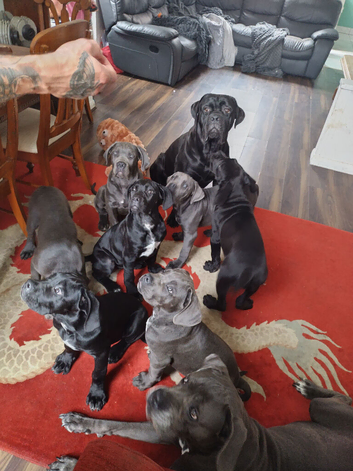 Reduced! Ready To Leave Champion Bloodline Cane Corso Puppies &pound;1,500