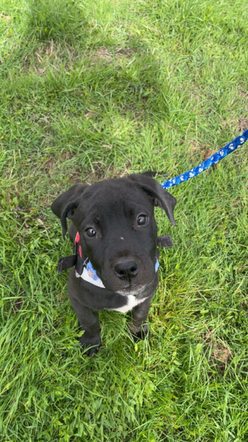 Female puppy