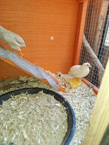 Rehoming male chinese painted  quail