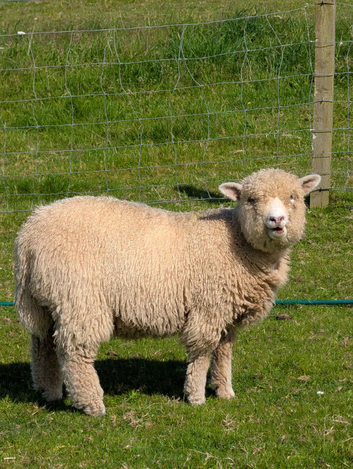 Ryland x tup and wether lambs