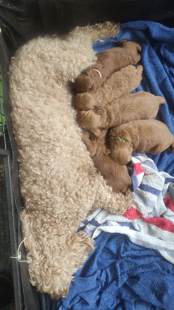 5 Beautiful Cavapoochon Puppies