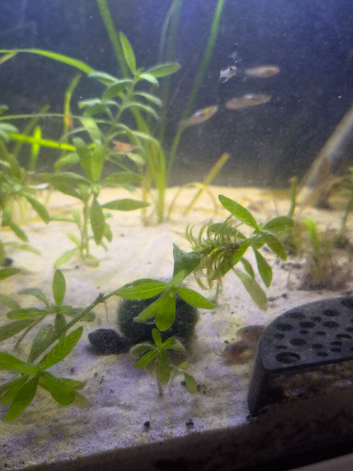 Bronze corey catfish