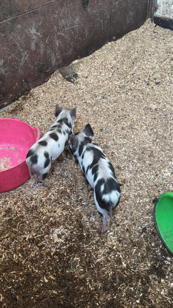 Full breed male kunekune piglets