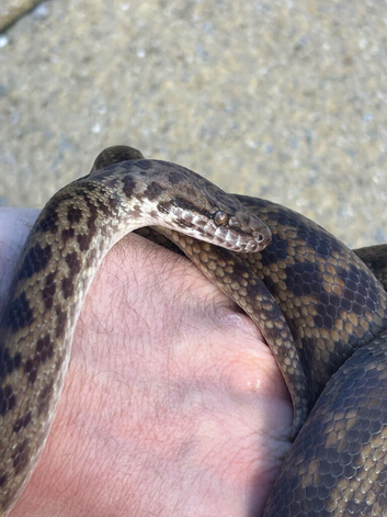 Free Spotted Python