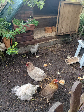 A beautiful group of young laying hens.