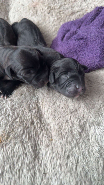 Staffy cross king Labrador