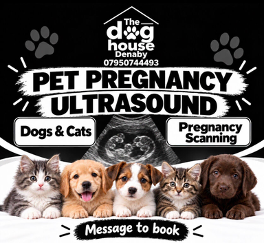 og & Cat Pregnancy Ultrasound - The Dog House Denaby