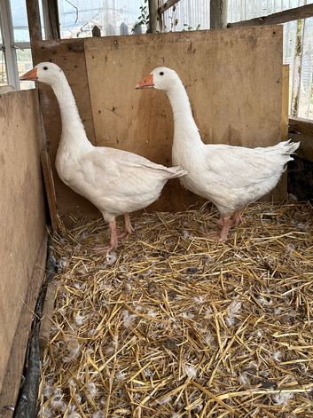 Emden geese