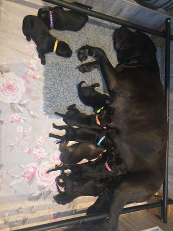 Cane Corso x Dobermann puppies
