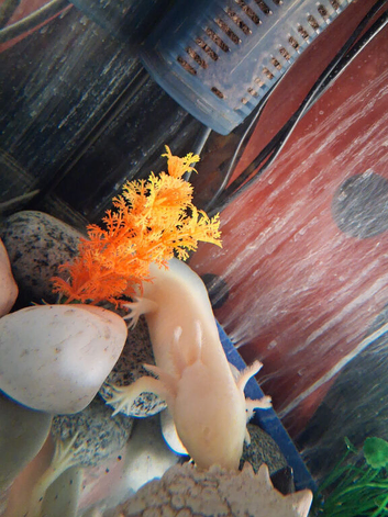 Male albino axolotl