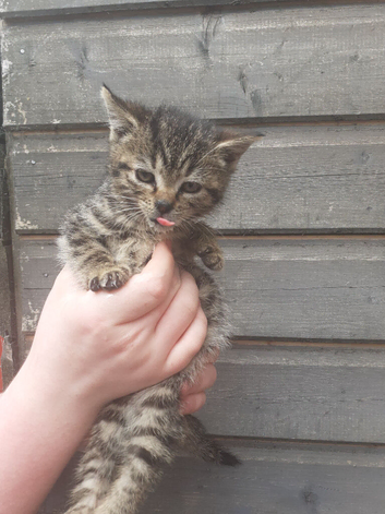 Bengal X KITTENS Boys & Girls Ready Now