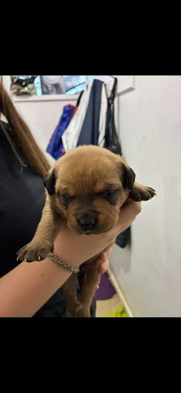 Stunning chunky American bullweiller pups