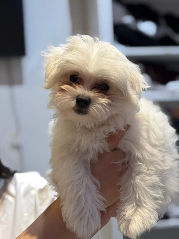Puppy Bichon