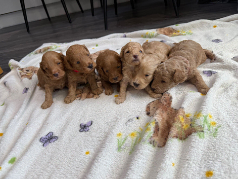 Gorgeous Toy cockapoo puppies