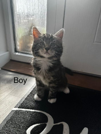 Siberian x Ragdoll