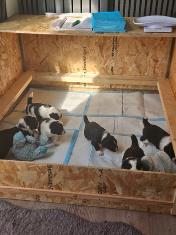 Border collie puppies