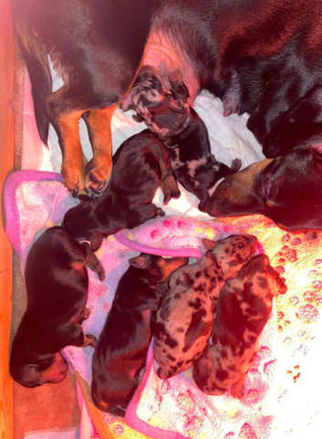 Dachshund puppies