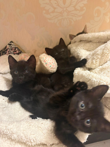 2 Black Girl Kittens