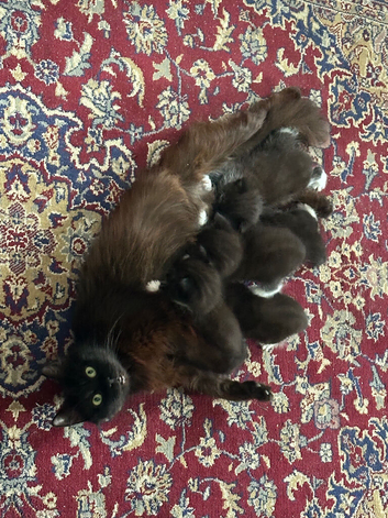 5 seven week old kittens waiting to be rehoused