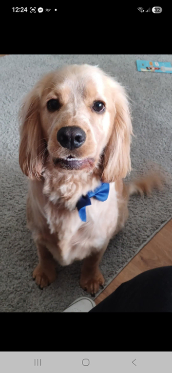 2 yr old male cocker spaniel  Stud