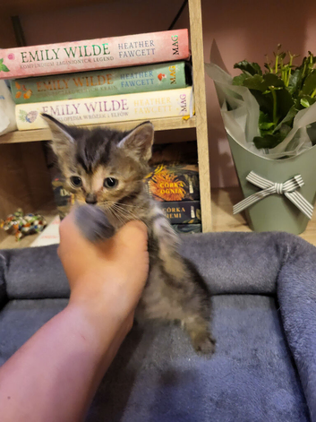 Mix-syberian-british shorthair kittens