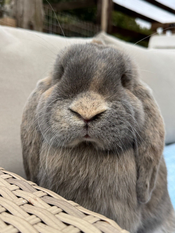 Two litters Giant pure bred French lop rabbits