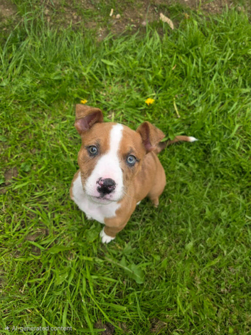 Puppy needs new home.