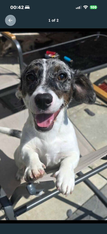 11 Month old Dachshund cross Jack Russell