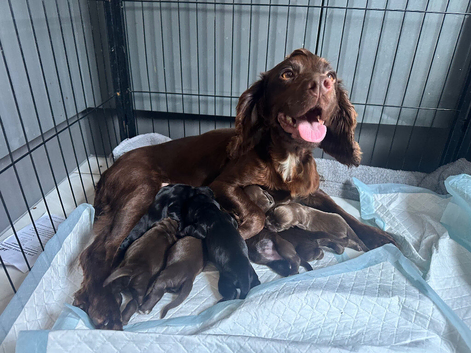 KC Registered Working cocker spaniel pups