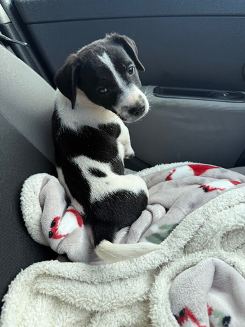 Jack Russell puppy