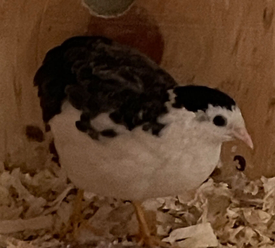 Chinese Painted Button quail