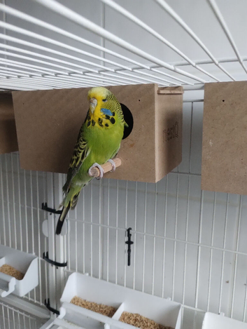 Female budgie