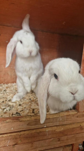 2 Purebred Minilop boys