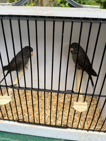 Stunning mutation budgies