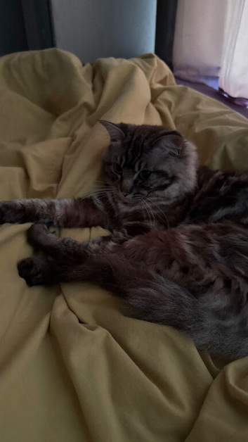 2 years old ragdoll