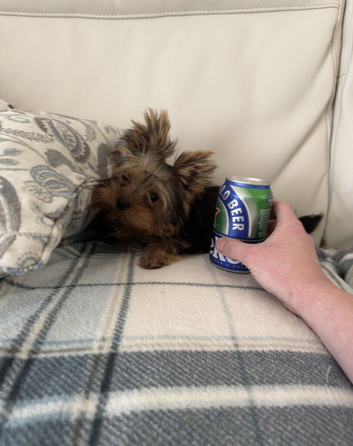 Purebred Teacup Yorkshire Terrier Boy