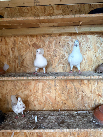 Tumbler pigeons