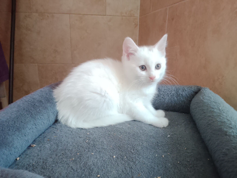 Beautiful 9 week white kittens