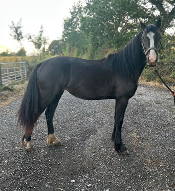 Reg Welsh D filly 2 year old