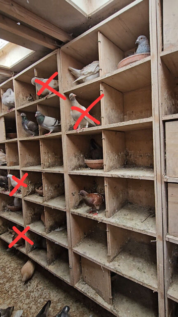 Racer cross pigeons