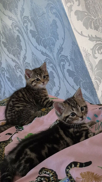 Doll faced persian cross bengal