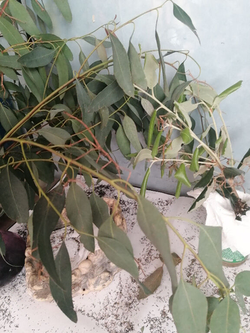 Eurycnema Versirubra Nymphs