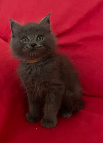 Solid Grey Maine Coon x Ragdoll boy