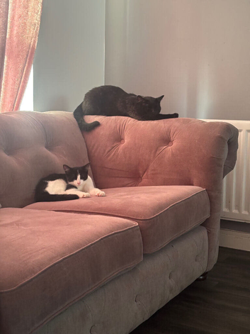 2 beautiful cats one who&rsquo;s almost 4 years old and an almost 1 year old