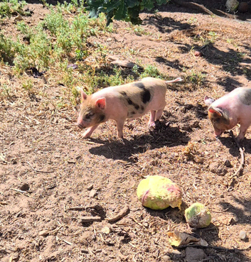 Piglets, juliana piglets, mini pigs, micropigs