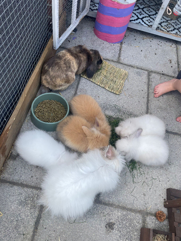 2 beautiful double maned lionhead babies ready for forever homes