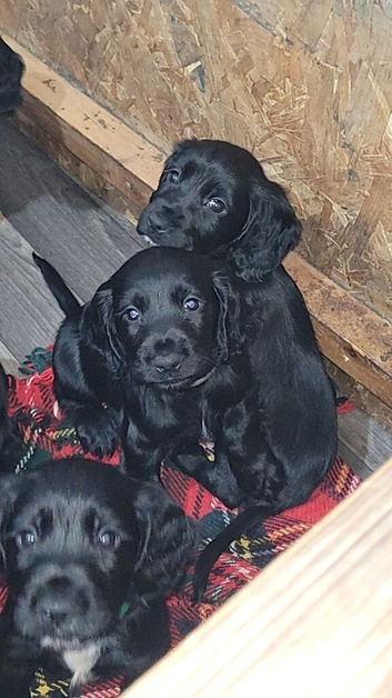 3 fully vaccinated sprocker spaniel boys available