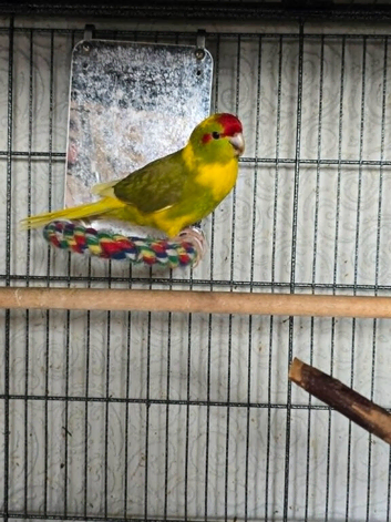 Stunning & Large Male Kakariki (3 Months Old) &ndash; Great Lineage!